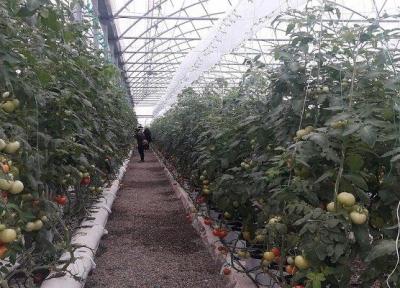 خسارت 294 میلیارد تومانی کرونا به بخش گلخانه ای و شیلات