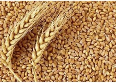 آخرین شرایط کشت و تولید گندم برای سال آینده