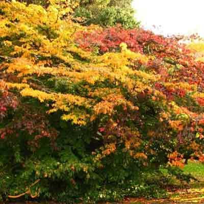 درخت انجیلی رنگارنگ ترین درختی که می شناسید!