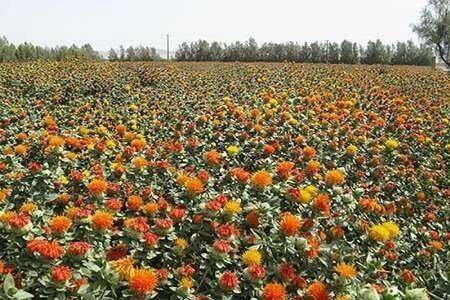کشت گلرنگ در مرودشت به 150 هکتار رسید کشت گلرنگ در مرودشت به 150 هکتار رسید