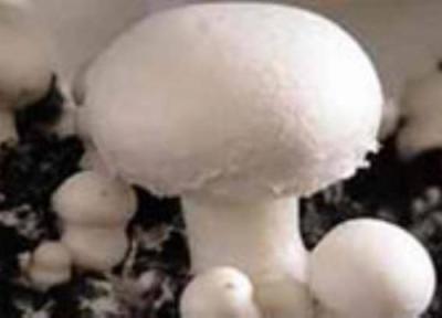 قارچ جای گوشت را می گیرد؟