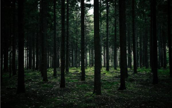 راهنمای گردش در جنگل سیاه آلمان