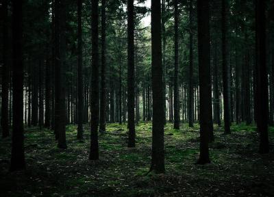 راهنمای گردش در جنگل سیاه آلمان